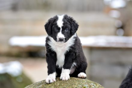 Border Collie Welpen