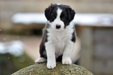 Border Collie Welpen