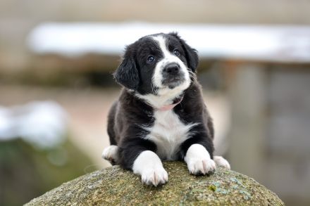 Border Collie Welpen