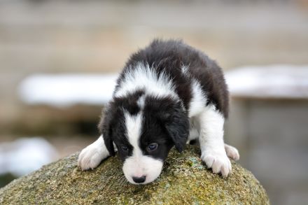 Border Collie Welpen