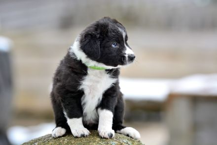 Border Collie Welpen