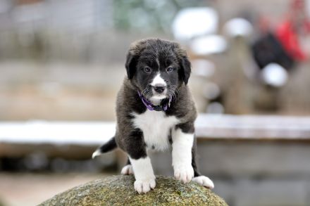 Border Collie Welpen