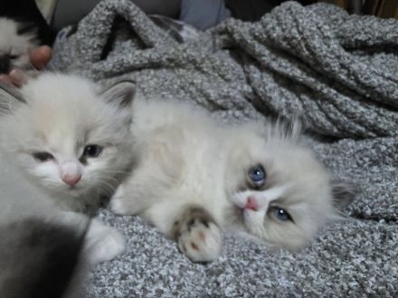 Weibliches Ragdoll-Kätzchen