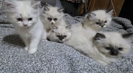 Weibliches Ragdoll-Kätzchen