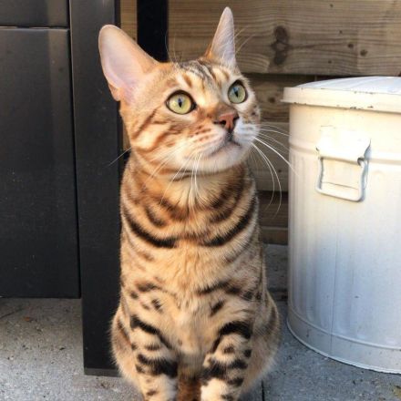 Männliches Bengal-Kätzchen