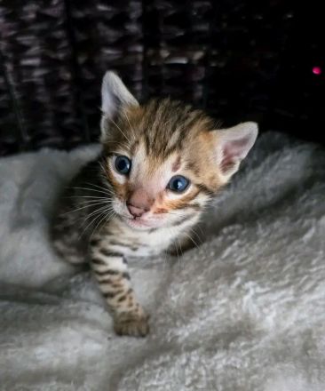 Männliches Bengal-Kätzchen