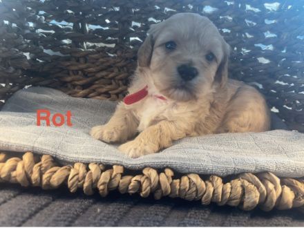 Havachon-Pudel Doodle Welpen nichthaarend, Allergiker geeignet