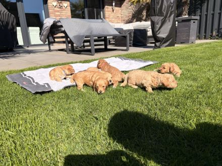 Havachon-Pudel Doodle Welpen nichthaarend, Allergiker geeignet