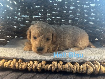 Havachon-Pudel Doodle Welpen nichthaarend, Allergiker geeignet