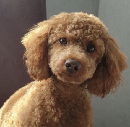 Havachon-Pudel Doodle Welpen nichthaarend, Allergiker geeignet