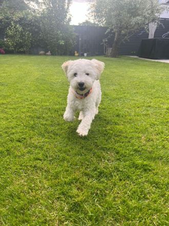 Havachon-Pudel Doodle Welpen nichthaarend, Allergiker geeignet