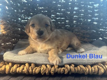 Havachon-Pudel Doodle Welpen nichthaarend, Allergiker geeignet