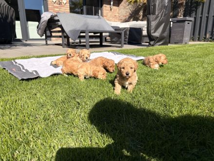 Havachon-Pudel Doodle Welpen nichthaarend, Allergiker geeignet