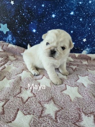 Mops Welpen (Altdeutsch) Schwarz,-Weiß, -Pink, -Panda/Fluffy