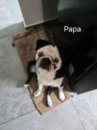 Mops Welpen (Altdeutsch) Schwarz,-Weiß, -Pink, -Panda/Fluffy