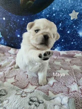 Mops Welpen (Altdeutsch) Schwarz,-Weiß, -Pink, -Panda/Fluffy