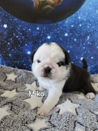 Mops Welpen (Altdeutsch) Schwarz,-Weiß, -Pink, -Panda/Fluffy