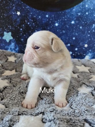 Mops Welpen (Altdeutsch) Schwarz,-Weiß, -Pink, -Panda/Fluffy