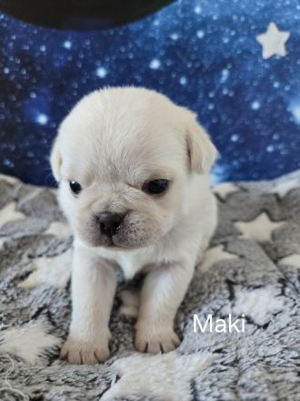 Mops Welpen (Altdeutsch) Schwarz,-Weiß, -Pink, -Panda/Fluffy