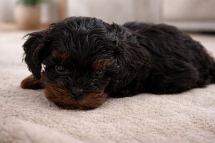 Zuckersüße Shih-Poo & Zwergpudel Welpen