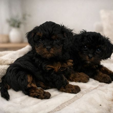 Zuckersüße Shih-Poo & Zwergpudel Welpen