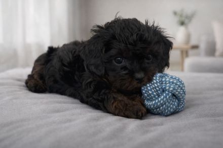 Zuckersüße Shih-Poo & Zwergpudel Welpen