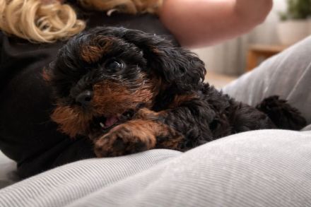 Zuckersüße Shih-Poo & Zwergpudel Welpen