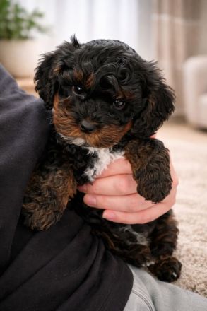 Zuckersüße Shih-Poo & Zwergpudel Welpen