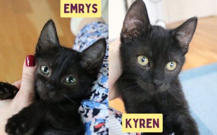 Emrys & Kyren: 2x Glück, 1x Familie gesucht!