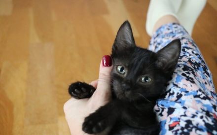 Emrys & Kyren: 2x Glück, 1x Familie gesucht!