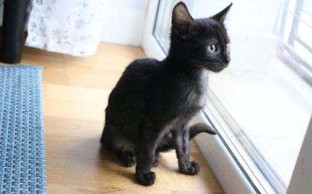 Emrys & Kyren: 2x Glück, 1x Familie gesucht!