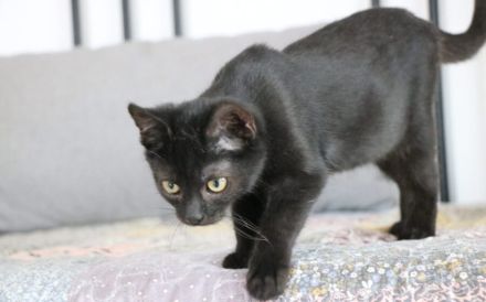 Emrys & Kyren: 2x Glück, 1x Familie gesucht!