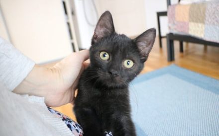 Emrys & Kyren: 2x Glück, 1x Familie gesucht!