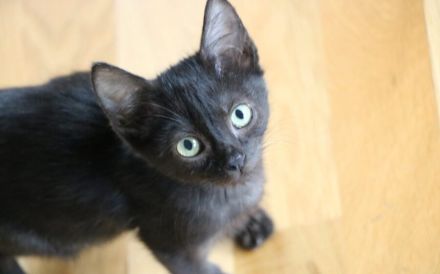 Emrys & Kyren: 2x Glück, 1x Familie gesucht!