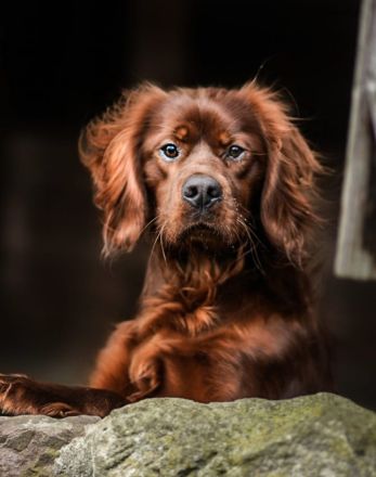 IRISH Red Setterr  einrassig