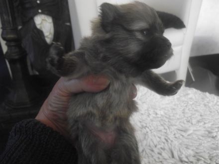 6 Zwergspitz/Pomeranian Welpen zu verkaufen in 23562 Lübeck