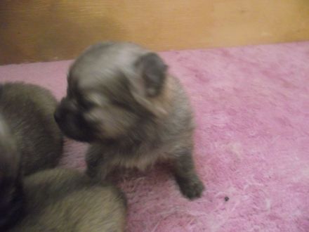 6 Zwergspitz/Pomeranian Welpen zu verkaufen in 23562 Lübeck