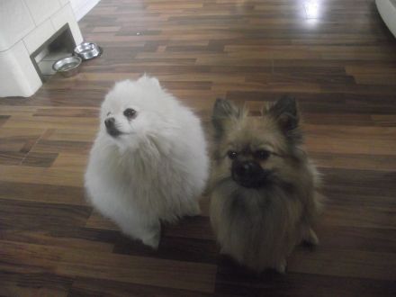 6 Zwergspitz/Pomeranian Welpen zu verkaufen in 23562 Lübeck