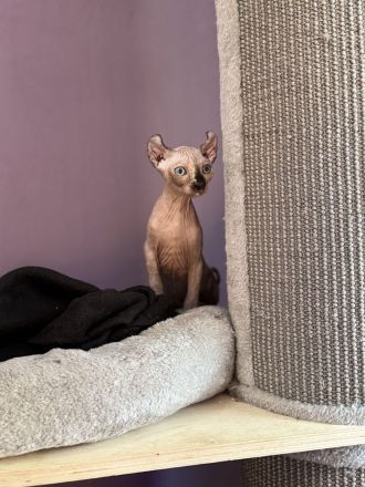 Elfen-Sphynx Mädchen 🐾 blauäugige Point-Kitten mit Schnurrhaaren – auszugsbereit