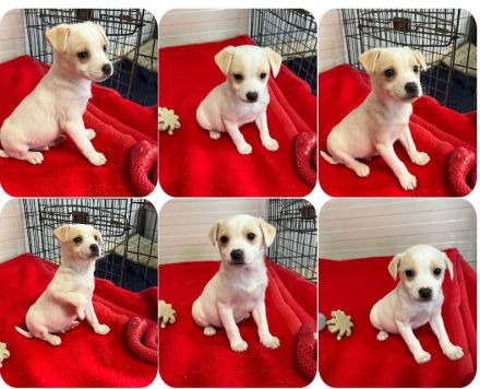 Leo, Loni, Jonas und Tolli 4 liebe Geschwister