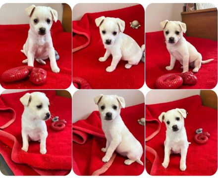 Leo, Loni, Jonas und Tolli 4 liebe Geschwister