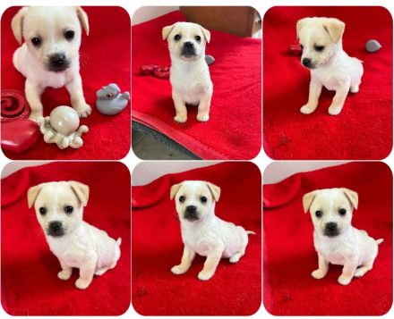 Leo, Loni, Jonas und Tolli 4 liebe Geschwister