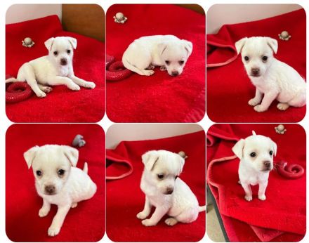 Leo, Loni, Jonas und Tolli 4 liebe Geschwister