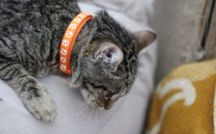 Chloe - mit Geduld zum Traumkätzchen!