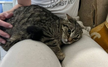 Chloe - mit Geduld zum Traumkätzchen!