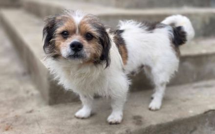 Spoti - anhänglich, treu, Dein?