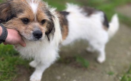 Spoti - anhänglich, treu, Dein?