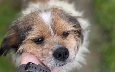 Spoti - anhänglich, treu, Dein?