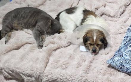 Spoti - anhänglich, treu, Dein?