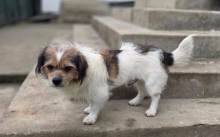 Spoti - anhänglich, treu, Dein?